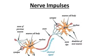 Synapse Propagation Of Impulse biology biologyclass12 [upl. by Arianie]