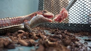 กิ้งก่าซูดาน กิ้งก่าหุ้มเกราะสุดเท่ sudan plated lizard [upl. by Anairt]