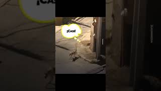 Mira lo que pasa si dejas a tu perro en la calle porhaynomas perros humor video viralvideo [upl. by Ikaz]