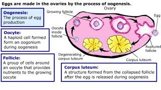 Gametogenesis [upl. by Ailatan]