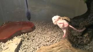 Gaboon viper eats mouse [upl. by Merp783]