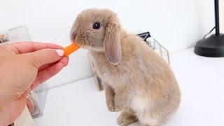 Meet Marshmallow My Adorable Holland Lop Bunny [upl. by Rydder]