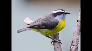 Bananaquit Bird Sound [upl. by Drofxer]