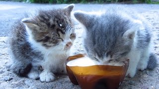 Kittens drinking milk on the street [upl. by Aubarta323]