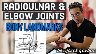 Elbow amp Radioulnar Anatomy Bony Landmarks [upl. by Fayola]