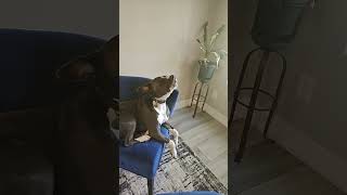 Sing along pitty americanbully pitbull [upl. by Eedrahc236]