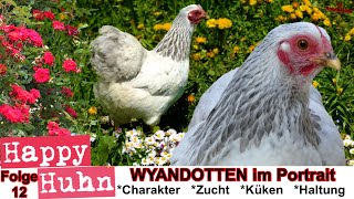 E12 Wyandotten Hühner im Rasseportrait  HAPPY HUHN  ZwergWyandotten  Zucht Geschichte Farben [upl. by Aguste]