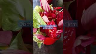 Anthurium Flowers District Horticulture Farm Williamnagar [upl. by Siramed]