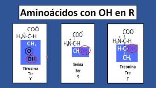 Todo lo que necesita conocer sobre los aminoácidos [upl. by Garlinda]