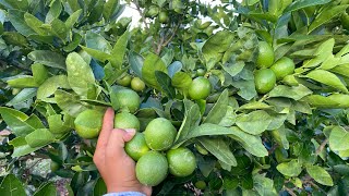 Fertilizando las huertas de Limón persa 🍋🍋 [upl. by Ydnem]