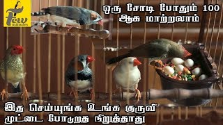 Finches Breeding in Tamil தமிழ் [upl. by Einaoj335]