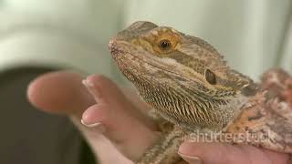 Ultimate Guide to Bearded Dragon Care [upl. by Enaxor]