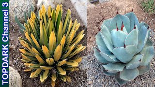 15 Agaves ornamentales mas hermosos [upl. by Misak]