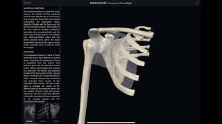 Structures that pierce the clavipectoral fascia 3d Anatomy [upl. by Ettennahs]