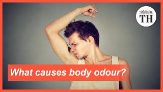 What causes body odour to smell pungent [upl. by Trudy693]