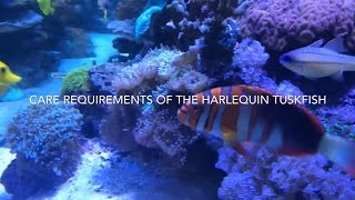 Harlequin Tuskfish care Choerodon fasciatus [upl. by Arlen314]