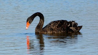 Zwarte Zwaan Black Swan [upl. by Yrret]