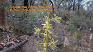 A Few Victorian Orchids  Australian Native Orchids [upl. by Aicilana]