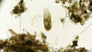 🔬 living under a microscope 6  smooth microorganisms in the puddle ralaxing sound [upl. by Lonee]