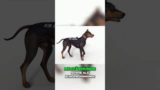 Mischling Rottweiler x Weimaraner x deutscher Pinscher [upl. by Ikoek]