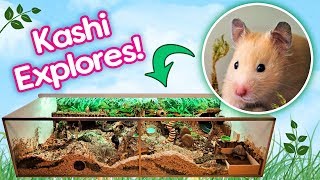 Hamster quotKashiquot Explores Her Rainforest Cage for the First Time [upl. by Tristas]