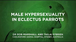 Male Hypersexuality in Eclectus Roratus Eclectus Parrot [upl. by Millar]