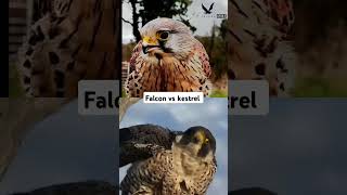 Falcon vs kestrel Short videoFalconlover5 [upl. by Voccola]