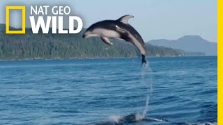 A Showy Dolphin SuperPod  Destination WILD [upl. by Ttevi]