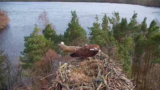 Live osprey nest camera at Loch of the Lowes Wildlife Reserve [upl. by Arihaj]