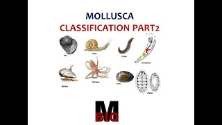 CLASSIFICATION OF MOLLUSCA PART 2 [upl. by Yonah]