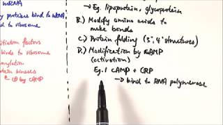 A2 Biology  Translational and posttranslational gene expression control OCR A Chapter 192 [upl. by Anhaj56]