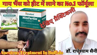 गाय भैंस को हीट में लाने का No1 फार्मूला।Anestrus in cow and buffalo। Anestrus treatment in Animals [upl. by Iadam523]