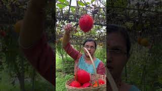 Gac fruit harvest in kerala  കേരളത്തിൽ ഗാക് പഴങ്ങളുടെ വിളവെടുപ്പ്  gac farming  gac farming [upl. by Emmeline]