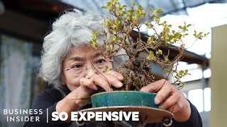 Why Bonsai Are So Expensive  So Expensive [upl. by Horsey406]