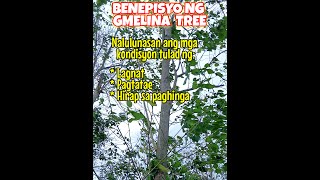 Benepisyo ng Gmelina Tree [upl. by Eita811]