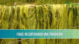 El Fique Recuperando una Tradicion  TvAgro por Juan Gonzalo Angel Restrepo [upl. by Filler]