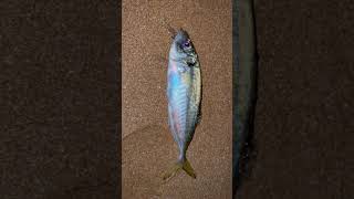 مشكلة هاذي 😂🎣🎣🎣 fishing adventure waves fish wavesonwaves beach travel الصيد [upl. by Enilekcaj]