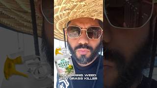 Harris Grass and Weed Killer Update gardening weedcontrol summergarden nontoxic [upl. by Rider]