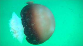 Close Encounters of the Jellyfish Kind  Outer Banks [upl. by Aohk]