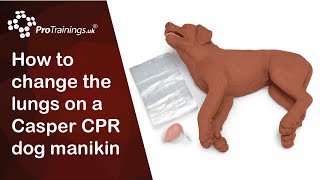 How to change the lungs on a Casper CPR dog manikin [upl. by Truk619]