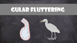 Gular Fluttering in Birds  Ornithology [upl. by Borchers]