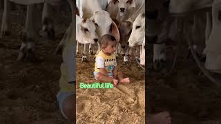 GAUMAYA BHAKT public cow song animals explore youtubeshorts whatsappstatus reels fyp fy [upl. by Ennairda]