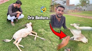 Orix Is No More 😰  Zibah Karna Pra 😭  pets vlogs [upl. by Nirhtak]