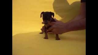 Pinscher Macho 2 Doberman miniatura en venta Golondrinos 015584885050 [upl. by Niven]