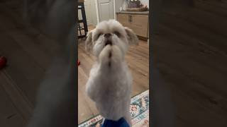 Zydeco The Shih Tzu Dancing 🤣 dog shihtzu dogdance [upl. by Burk]