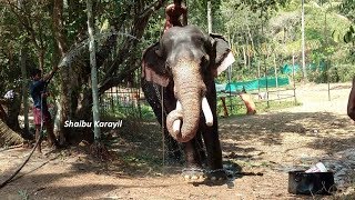 ചെത്തല്ലൂർ ദേവീദാസൻ  CHETHALLUR DEVIDASAN ELEPHANT [upl. by Oicram]