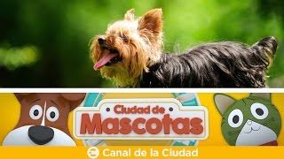 quotRazas amp Especiesquot Las características de la raza canina Yorkshire terrier en Ciudad de Mascotas [upl. by Engamrahc]