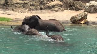 Elephants go for a swim at Disneys Animal Kingdom [upl. by Onaicul205]