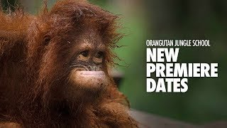 Orangutan Jungle School – New Premiere Dates [upl. by Harri473]