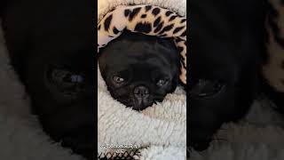 Love puggle pug doggie doggo carlino love loving carlino sweet funnyanimal funnydog pets [upl. by Jolene]